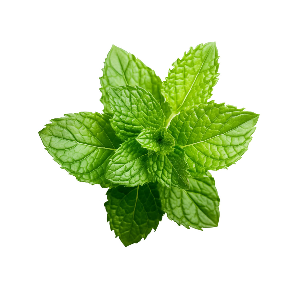 Green mint leaves on a white background hightighting premium quality ingredients in our best peppermint essential oil , therapeutic grade.