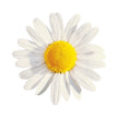 While Roman Chamomile Flower with yellow centre on a white background representing best premium grade, pure chamomile essential oil.