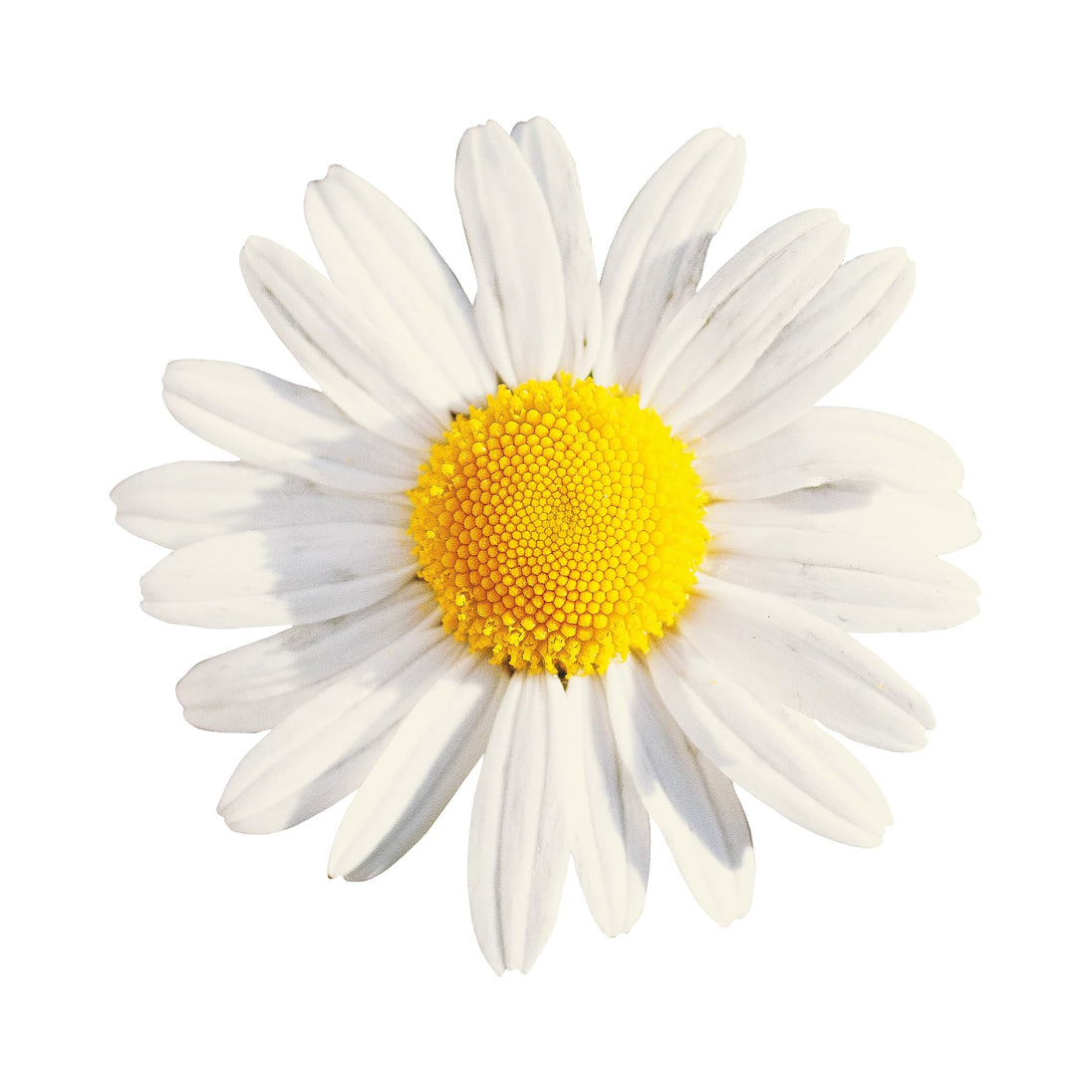 While Roman Chamomile Flower with yellow centre on a white background representing best premium grade, pure chamomile essential oil.