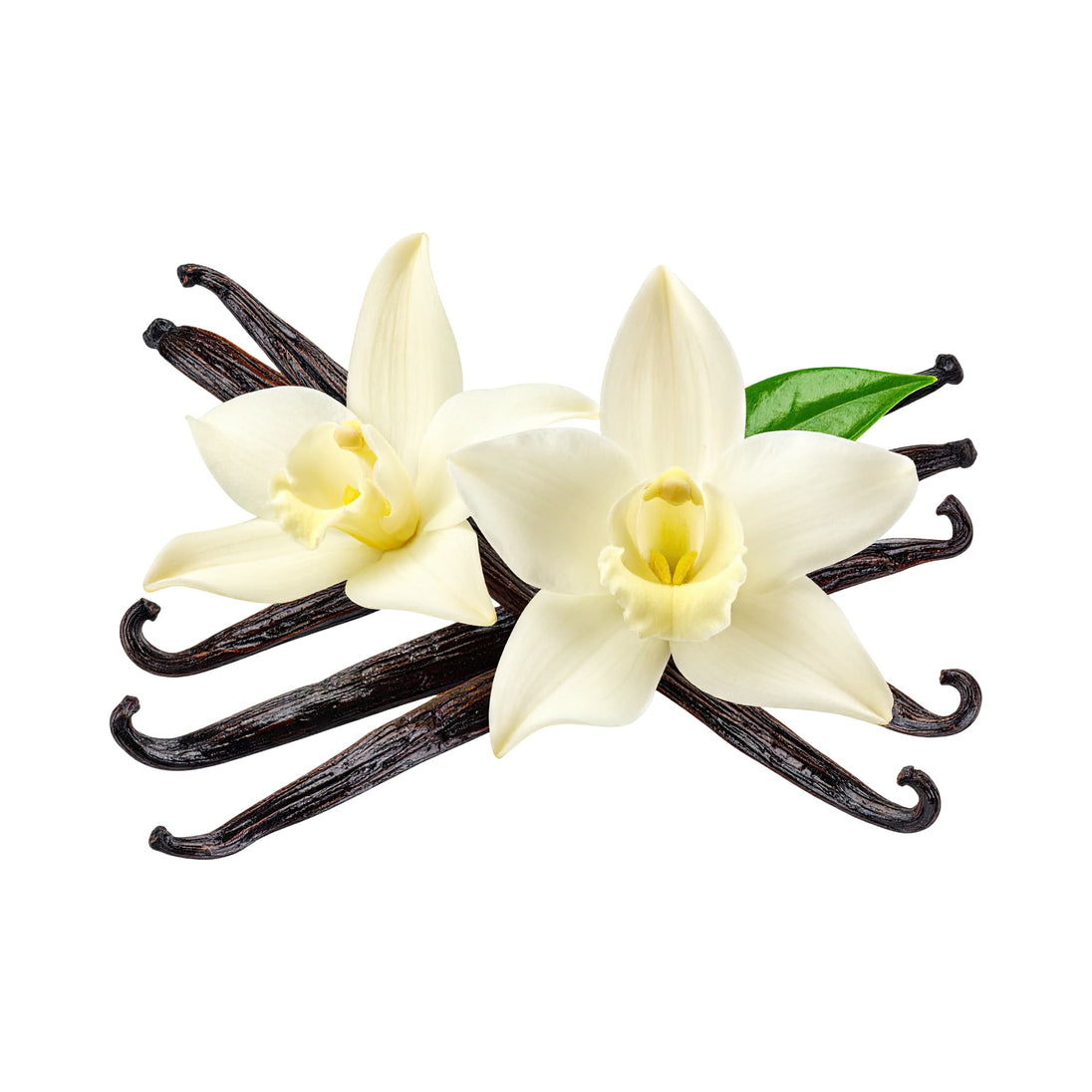 Vanilla flowers and vanilla beans on a white background representing best therapeutic grade essential oils, pure essential ois Australia. 